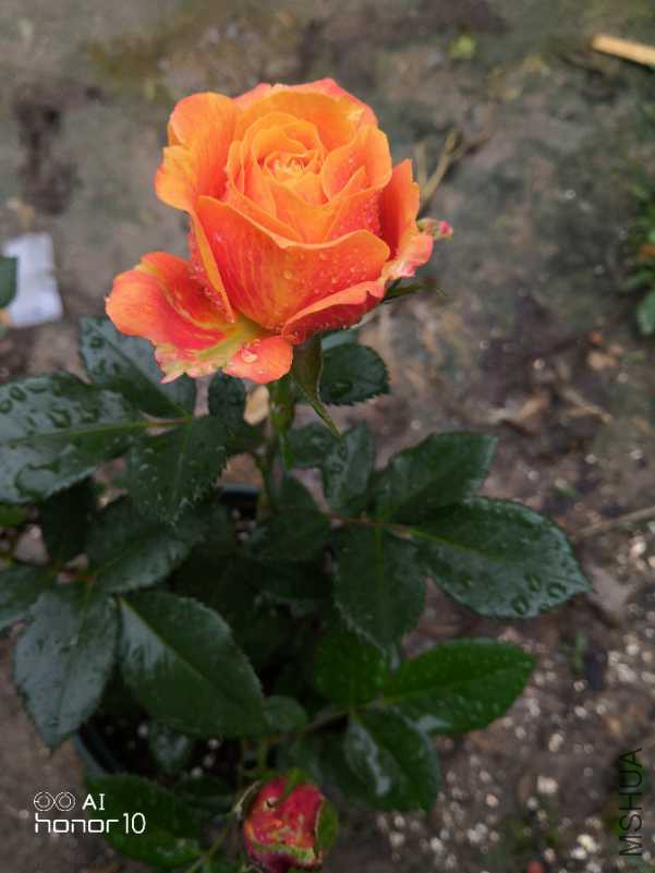 IMG_20180506_104016.jpg
