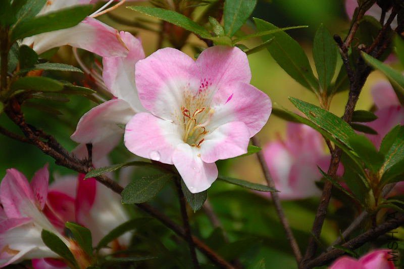 DSC_91850141.JPG