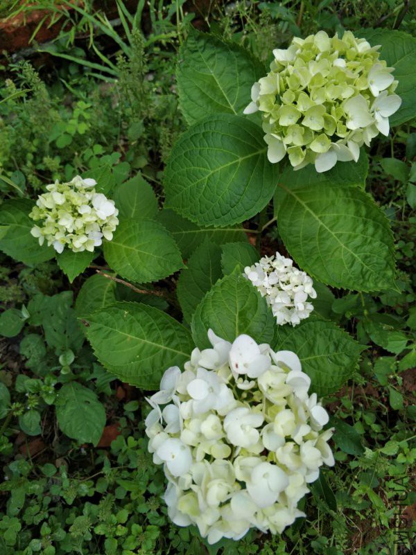 ΢��ͼƬ_20180513234356.jpg