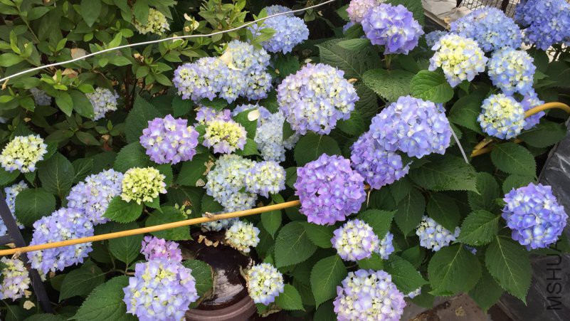 ΢��ͼƬ_20180514085953.jpg