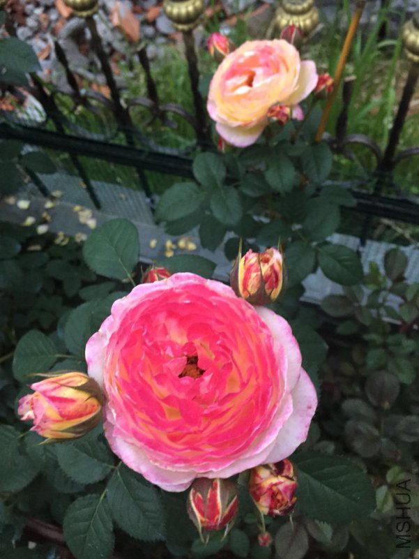 ΢��ͼƬ_20180514085956.jpg
