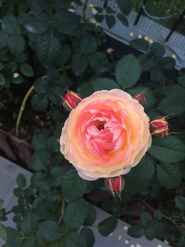 ΢��ͼƬ_20180514090006.jpg