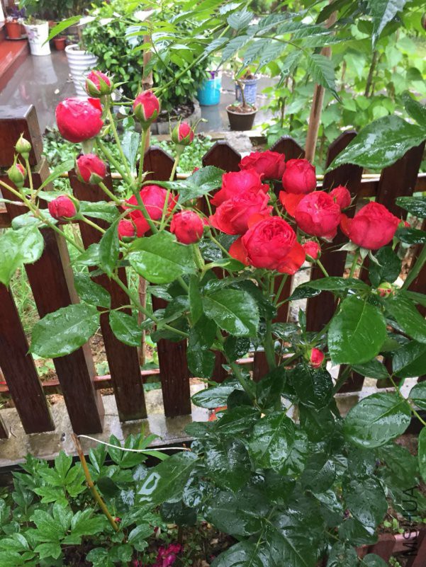 ΢��ͼƬ_20180514090041.jpg