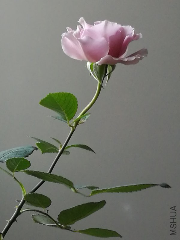 IMG_20180514_071342.jpg