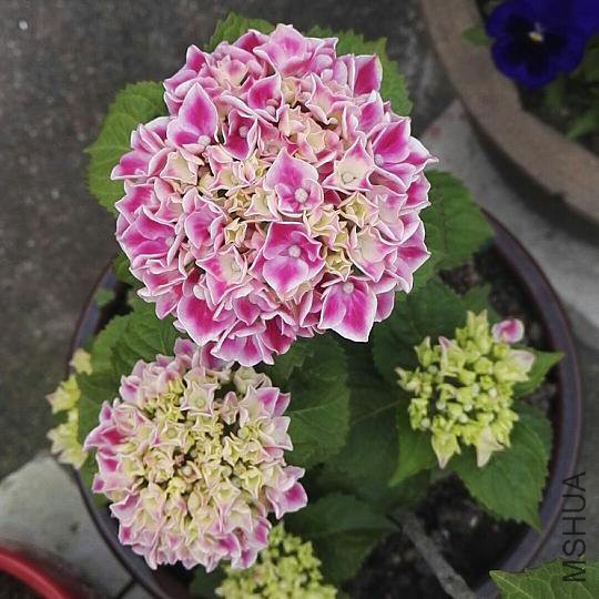 ΢��ͼƬ_20180514154927.jpg