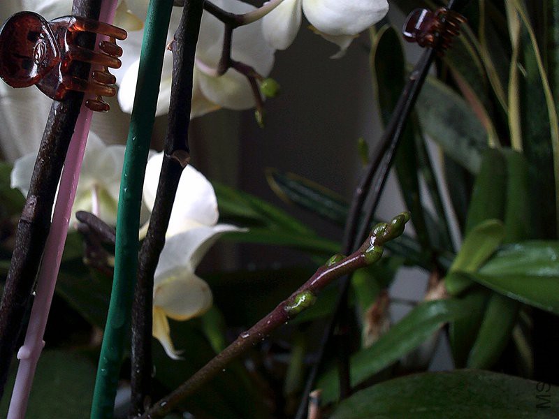 DSCF0008 (2)_����.jpg