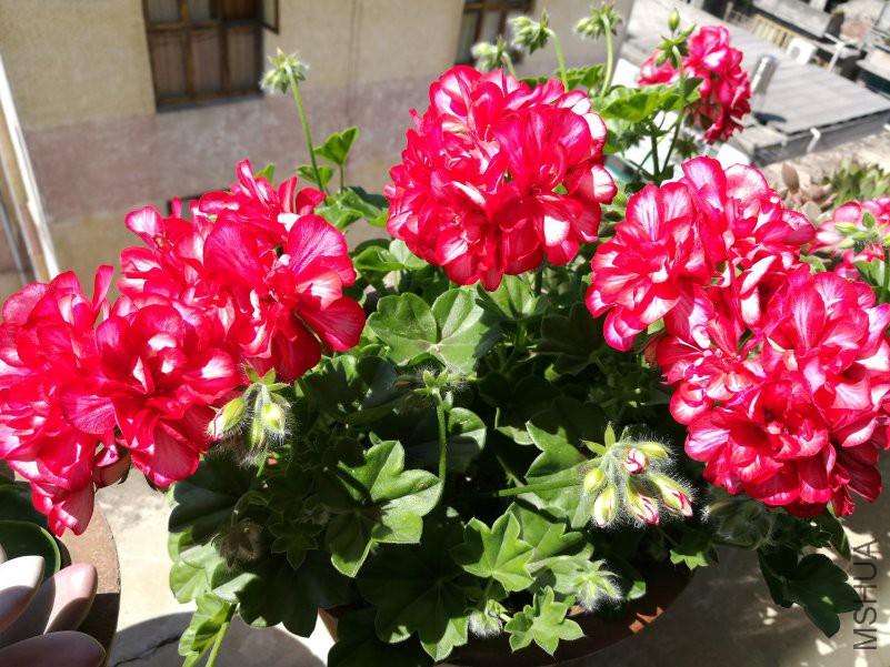 IMG_20180515_103648.jpg