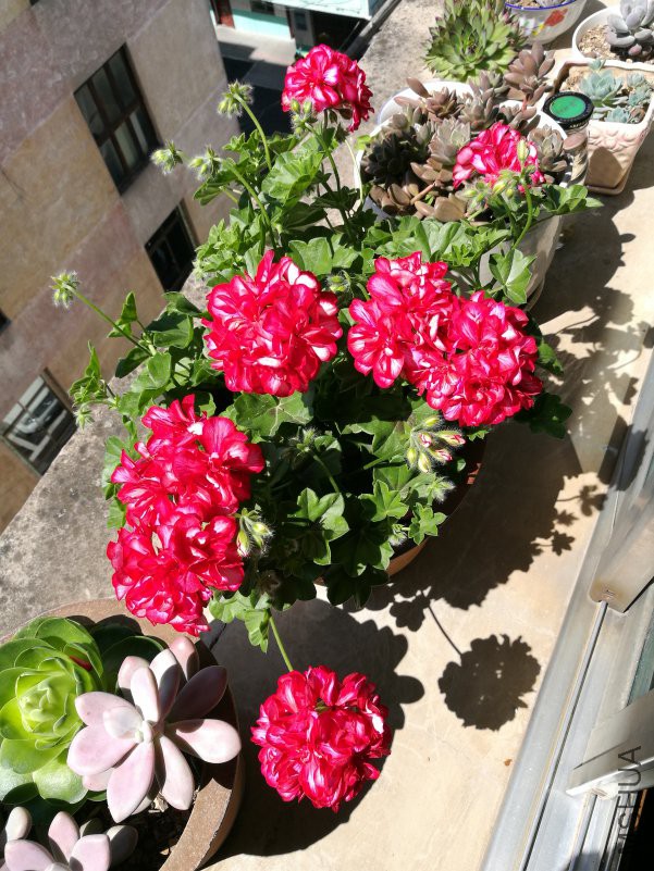 IMG_20180515_103631.jpg