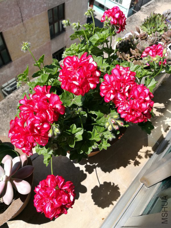 IMG_20180515_103551.jpg