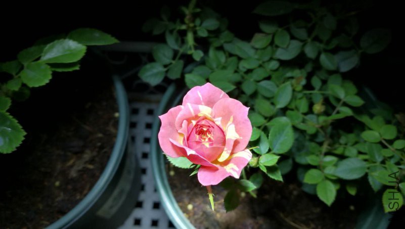 ΢��ͼƬ_20180515143946.jpg