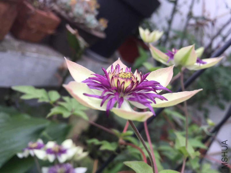΢��ͼƬ_20180515154117.jpg