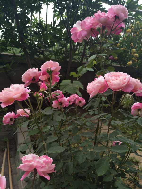 IMG_20180515_105713.jpg