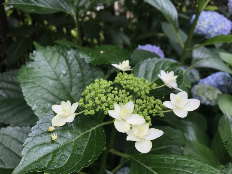 ���� Ȫ��