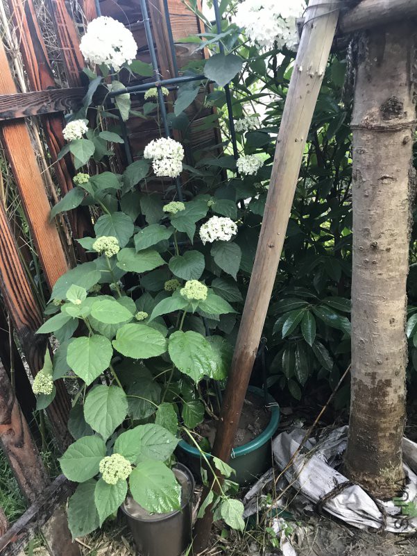 ���� �޵� ����