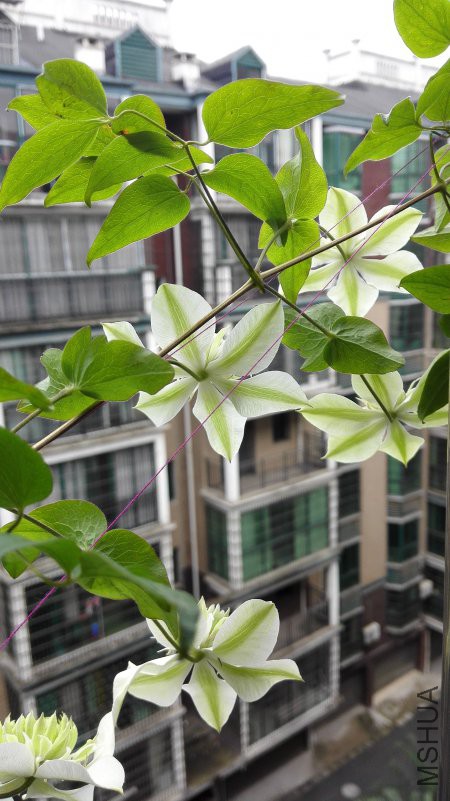IMG_20180426_180238 - ����.jpg