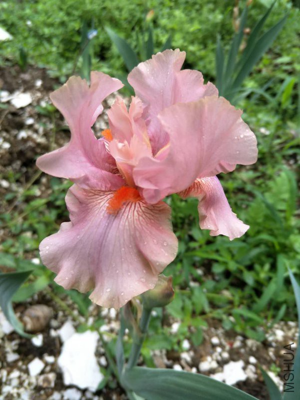 webwxgetmsgimg (2).jpg