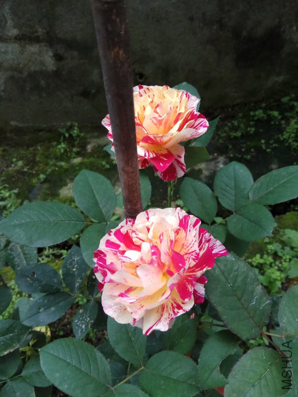 IMG_20180516_074426.jpg