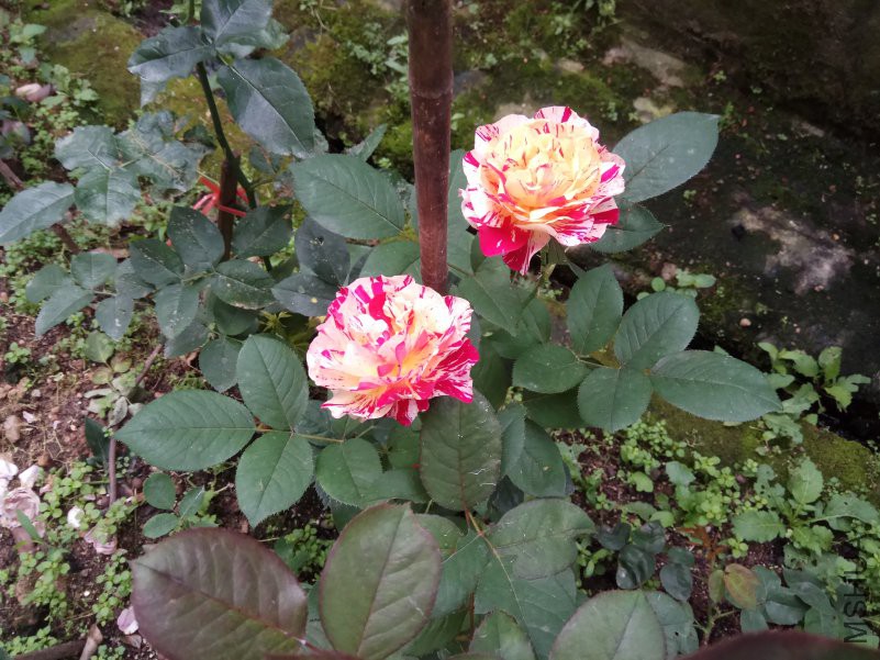 IMG_20180516_074439.jpg