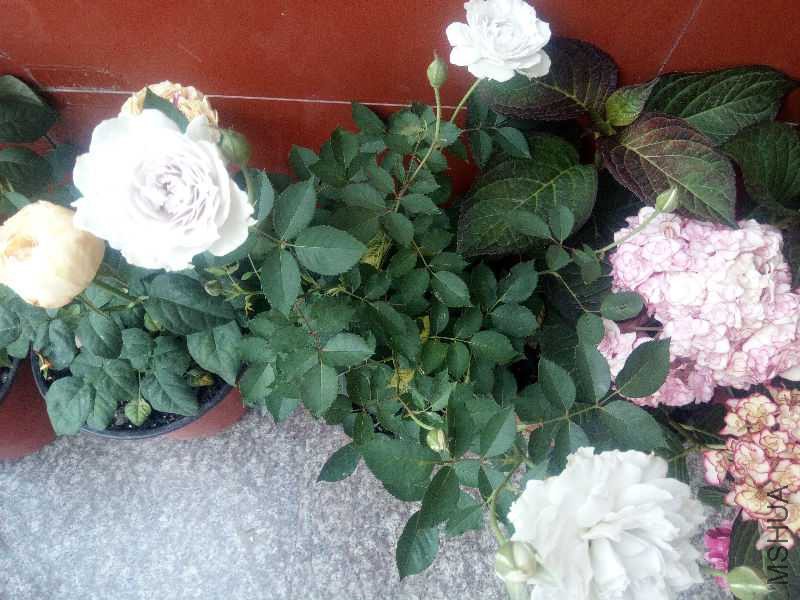 IMG_20180517_163135.jpg