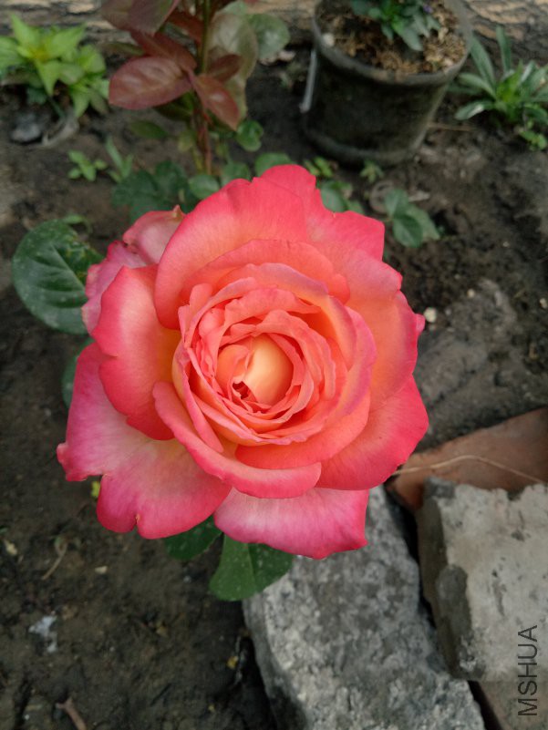 IMG20180516063648.jpg