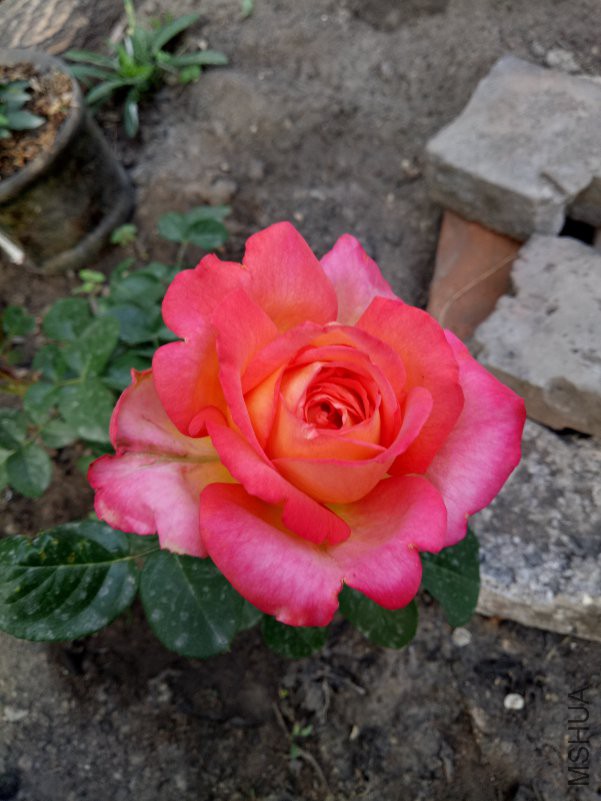 IMG20180515181659.jpg
