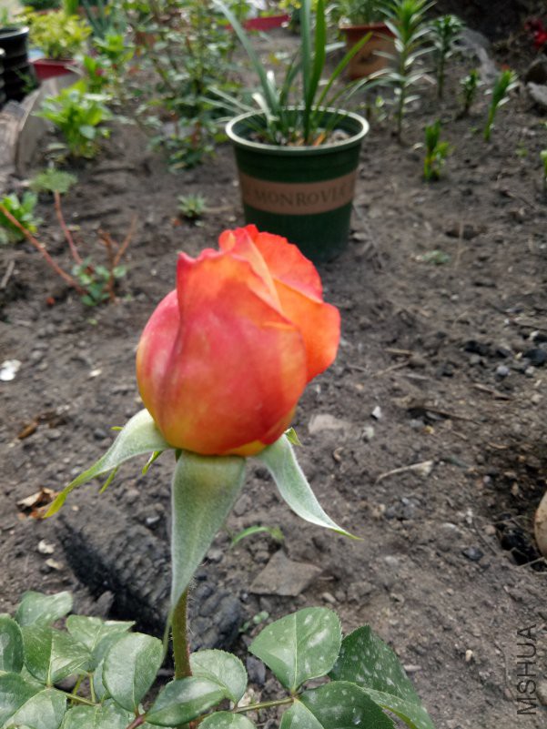 IMG20180514064119.jpg