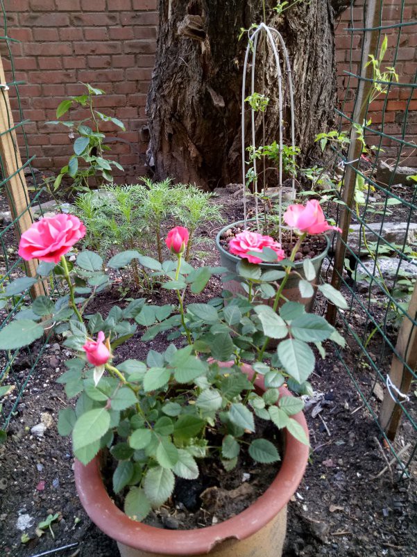 IMG20180517181132.jpg