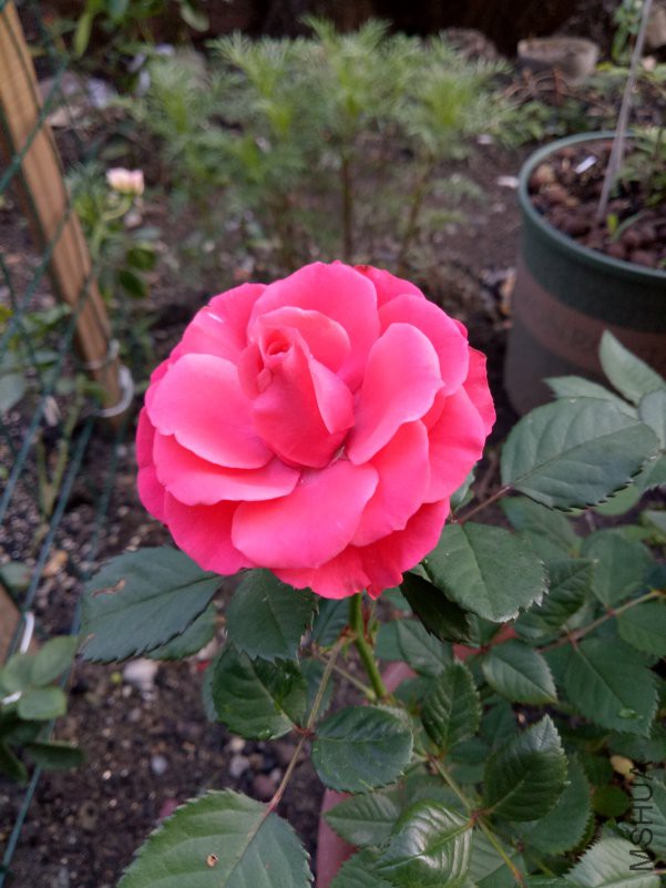 IMG20180517181125.jpg