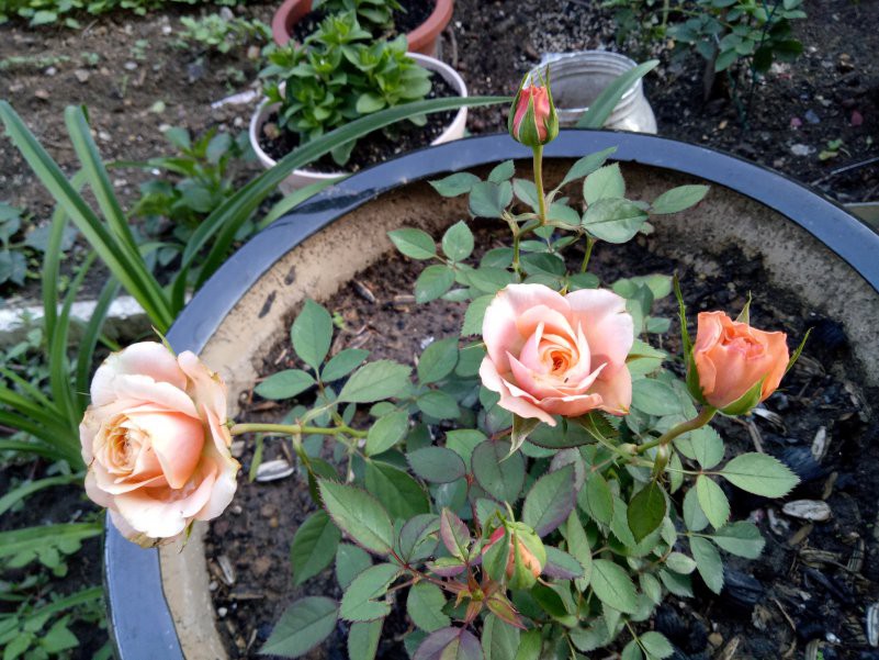 IMG20180517181039.jpg