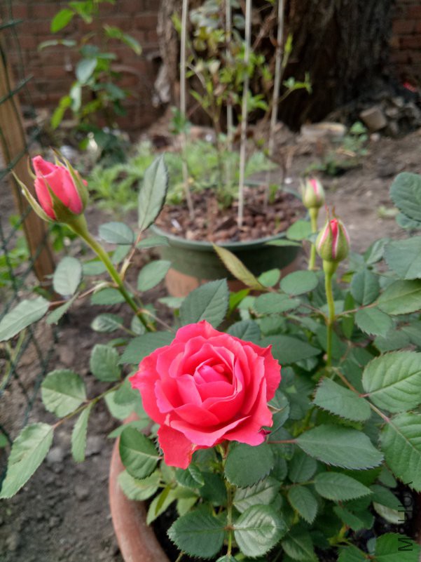 IMG20180514063908.jpg