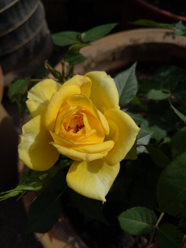 IMG20180513153938.jpg