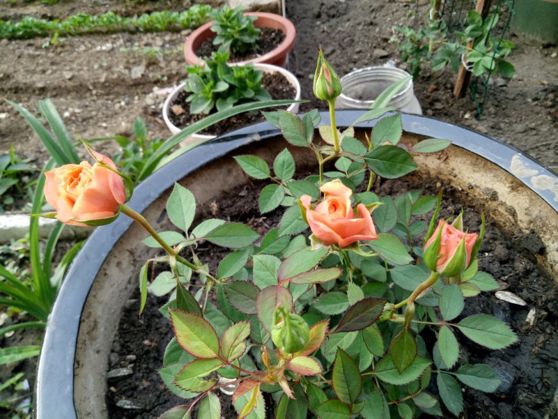 IMG20180514063921.jpg