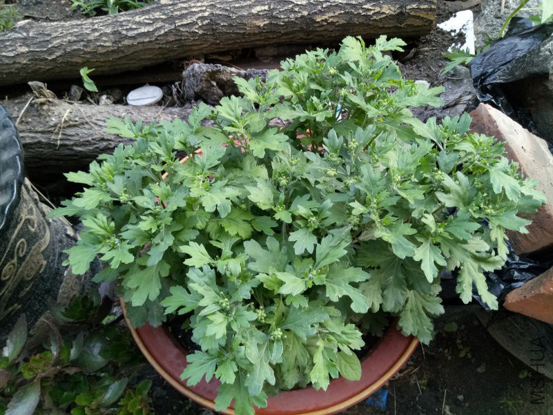 IMG20180517181559.jpg
