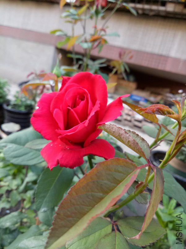 IMG20180517181314.jpg