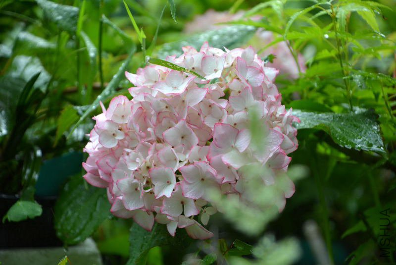 DSC_75880001.JPG