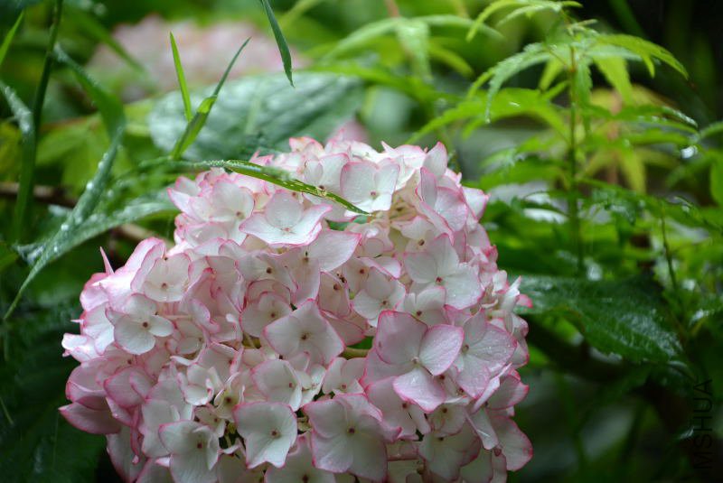 DSC_75930006.JPG
