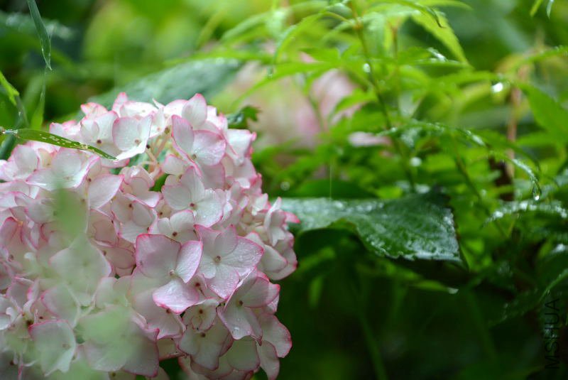 DSC_75920005.JPG