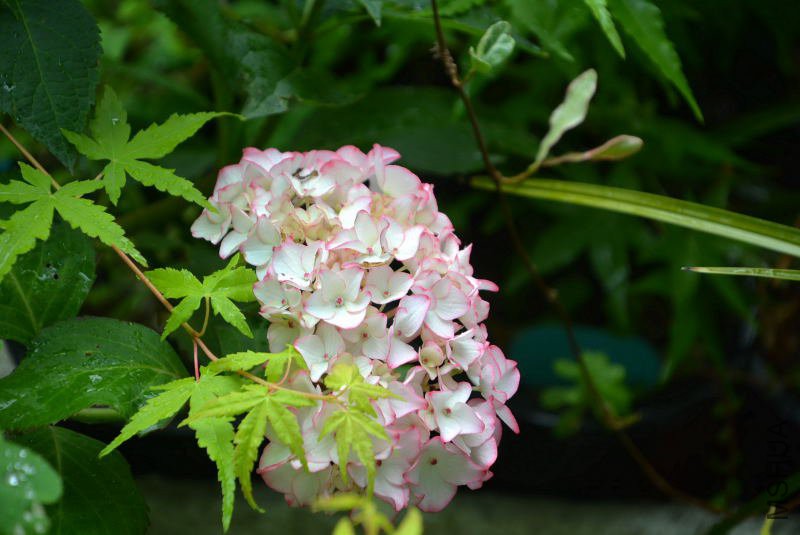 DSC_76050018.JPG
