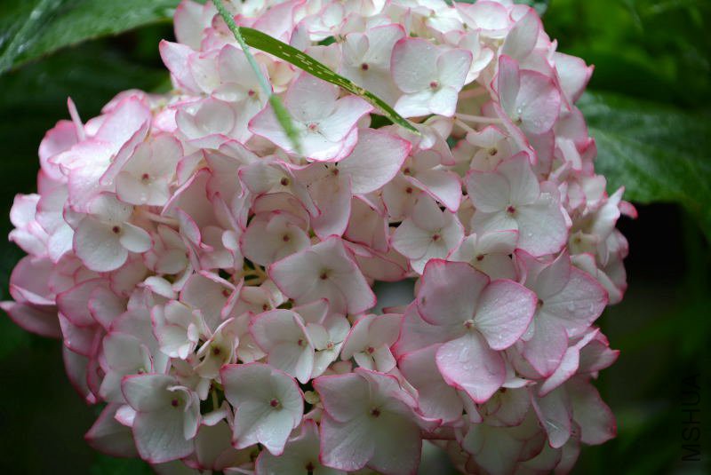 DSC_76080021.JPG