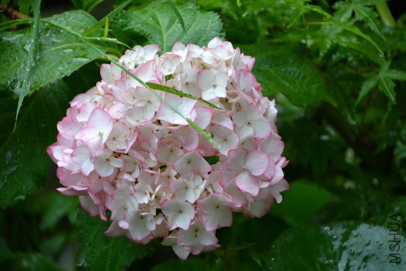 DSC_76030016.JPG