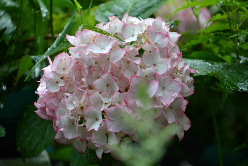 DSC_75910004.JPG