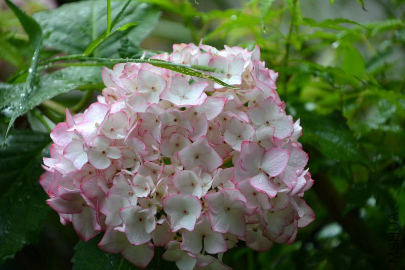 DSC_75980011.JPG