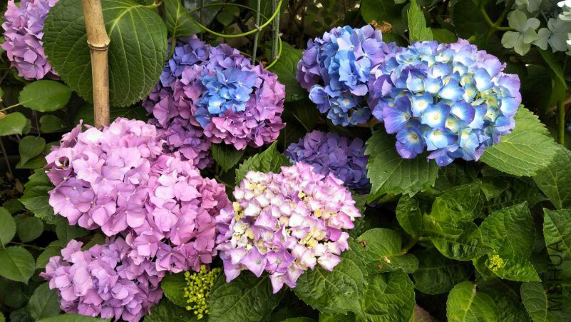 ΢��ͼƬ_20180518095906_����.jpg