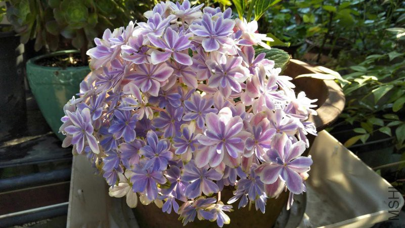 ΢��ͼƬ_20180518095739_����.jpg