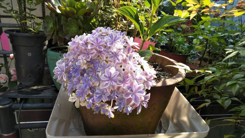 ΢��ͼƬ_20180518095745_����.jpg