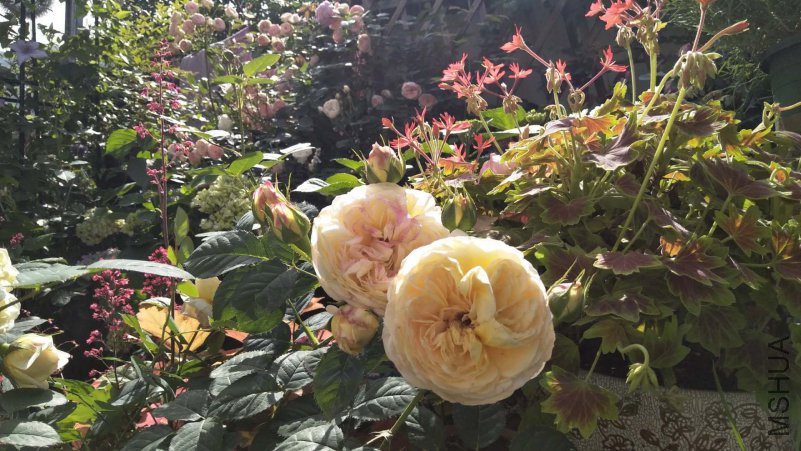 ΢��ͼƬ_20180502201511.jpg