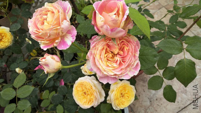 ΢��ͼƬ_20180518102030.jpg