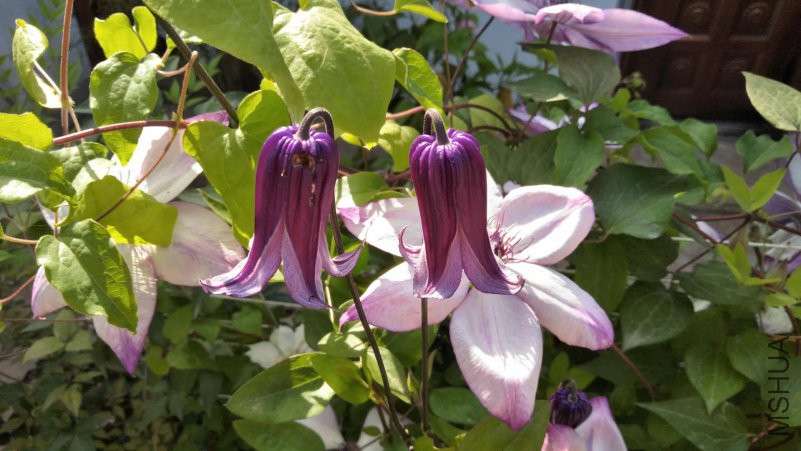 ΢��ͼƬ_20180518102049.jpg