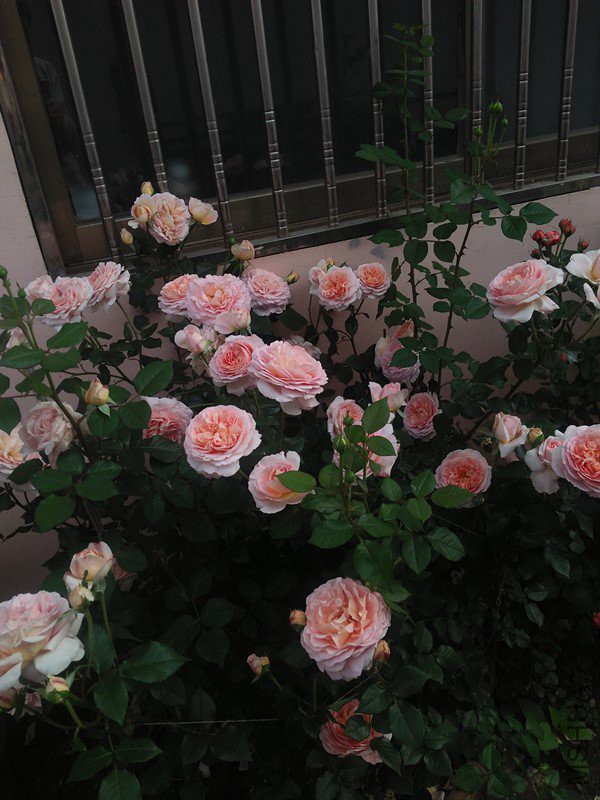 IMG20180518072657_����.jpg