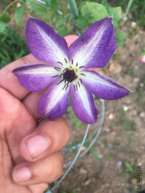 ΢��ͼƬ_20180518150629.jpg